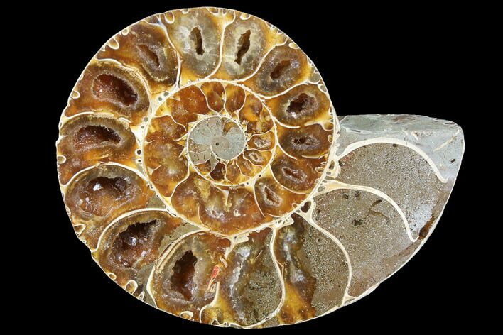 Thick Ammonite (Anapuzosia) Fossil Half #88038